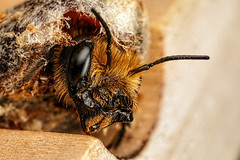 Hatching Female Mason Bee II