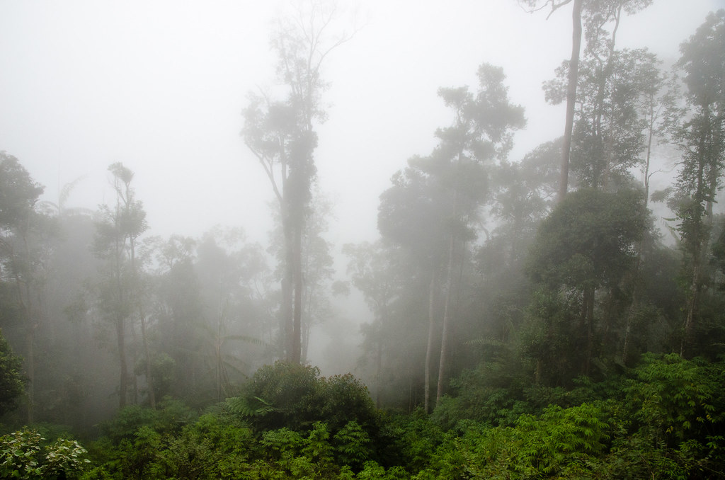 The fog at Bukit Tinggi : Japanese Village