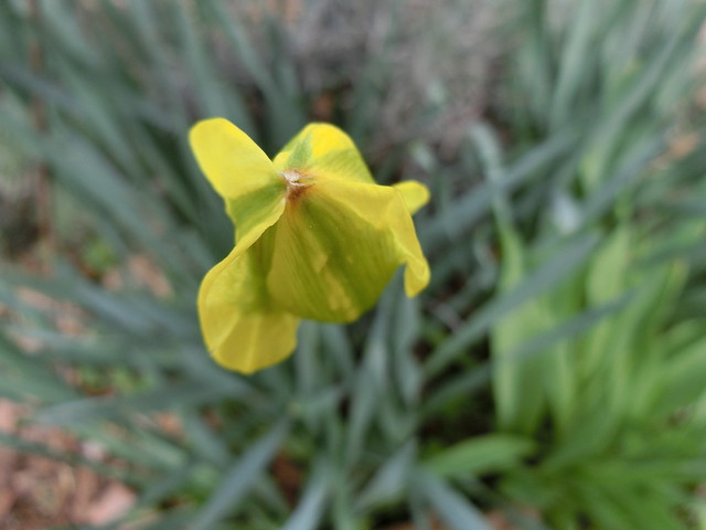 Daffodil Closed