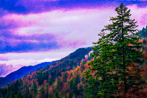 mountain tree nature forest landscape nationalpark colorful purple evergreen majesty greatsmokymountains