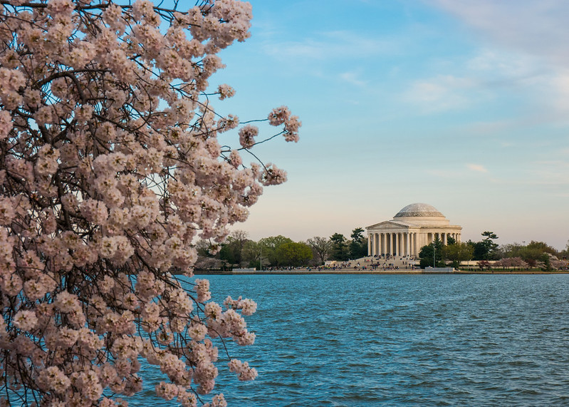 Cherry Blossoms near the Jefferson Memorial