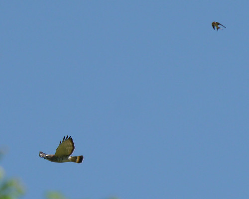 Broad-winged Hawk and Barn Swallow