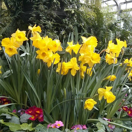 Yellow daffodils #toronto #allangardens #gardens #flowers #daffodils