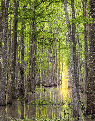 trees sunlight green public water beautiful beauty landscape louisiana scenery bayou swamps swamp cypress lands nwr bayouteche teche nationalwildlfierefuge