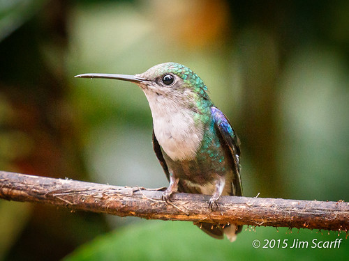 female ecuador hummingbirds southamericanbirds milpe greencrownedwoodnymph thaluraniafannyi ecuadorianbirds