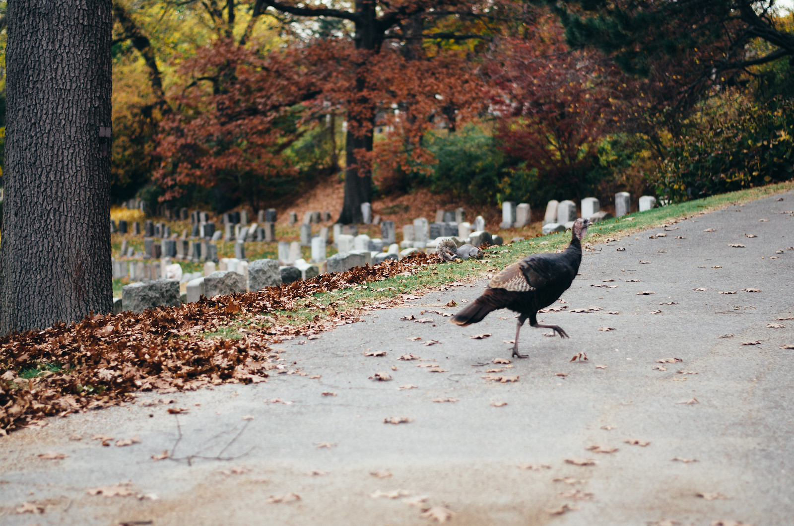 Mount Auburn Cemetery on juliettelaura.blogspot.com