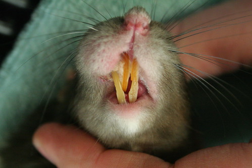 Rat Malocclusion