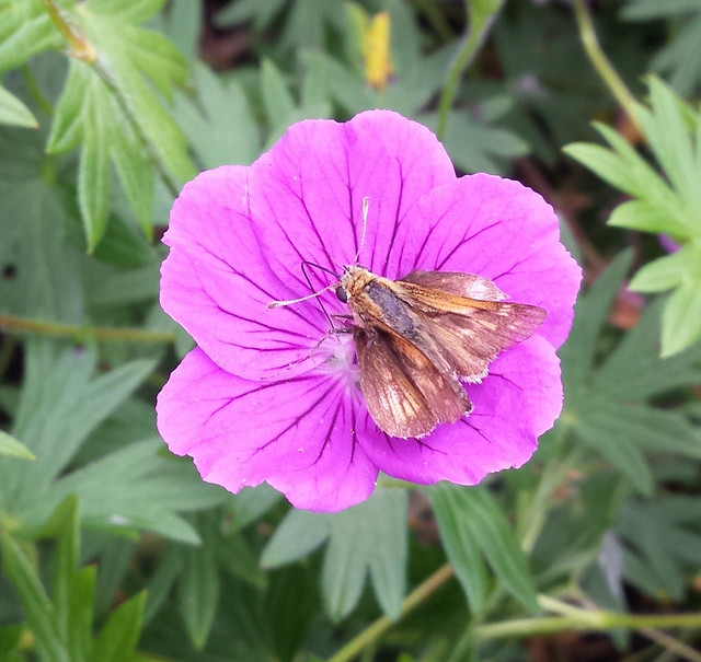 dark brown butterfly with faint whitish markings, viewed from the top, with its proboscis in tiny monster geranium