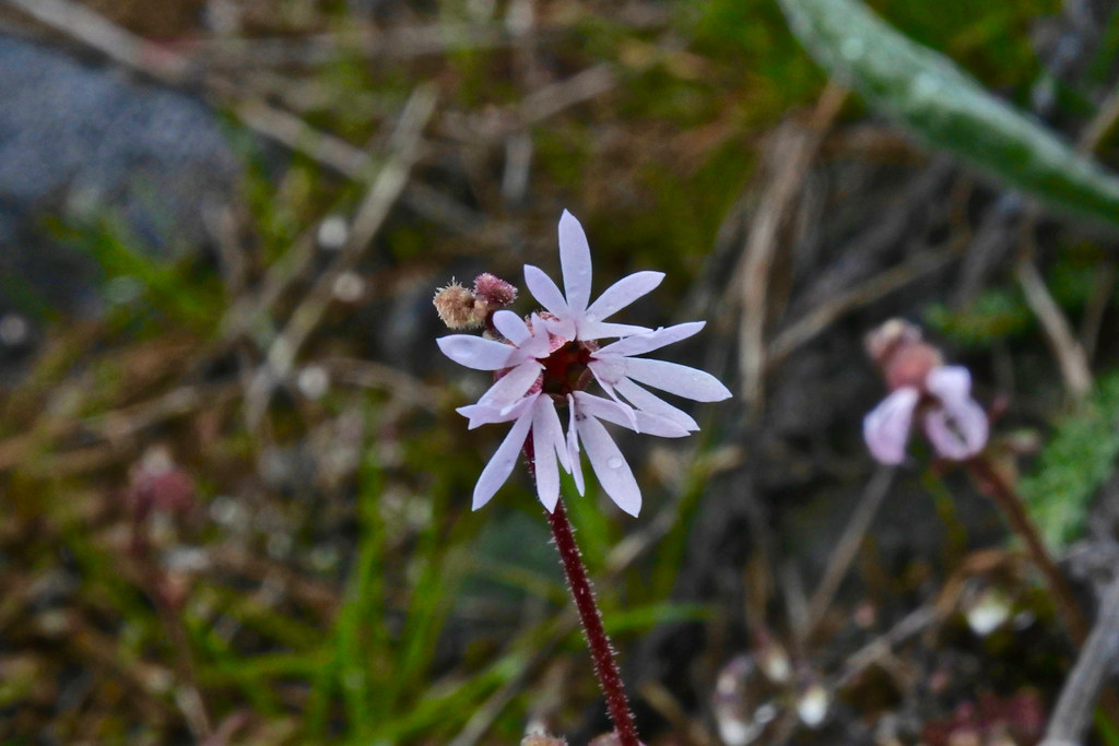 Small-flowered Woodland Star