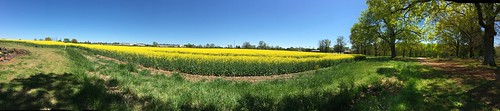 canola fields rapeseed energy panoramic picture