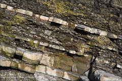 The Joggins Fossil Cliffs, Nova Scotia (Canada)