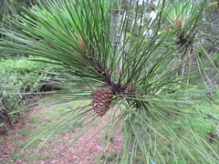 Long needles, usually in 2sLarge pinecones with shiny surface