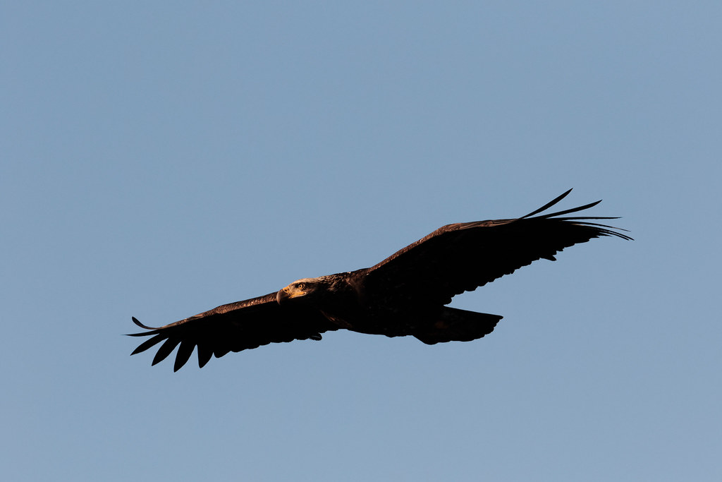 A young bald eagle soars above Rest Lake