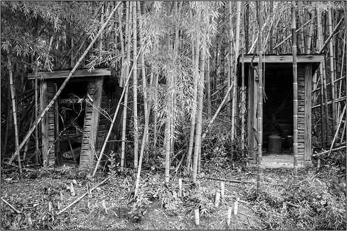 blackandwhite monochrome forest woods shack prattvilleal