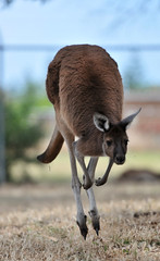 Hopping 'Western Grey' Kangaroo | Bunbury Wildlife Park, Western Australia
