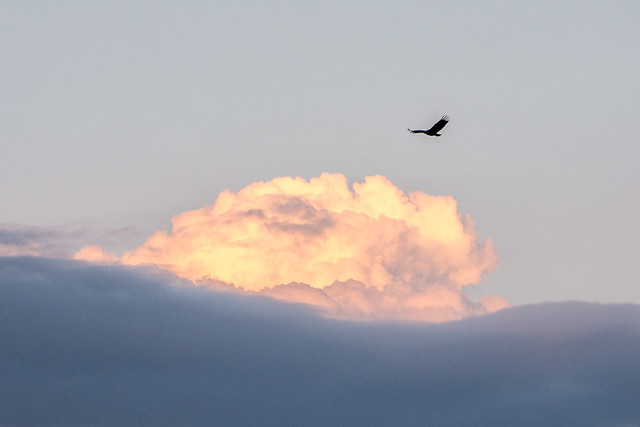 bird and clouds