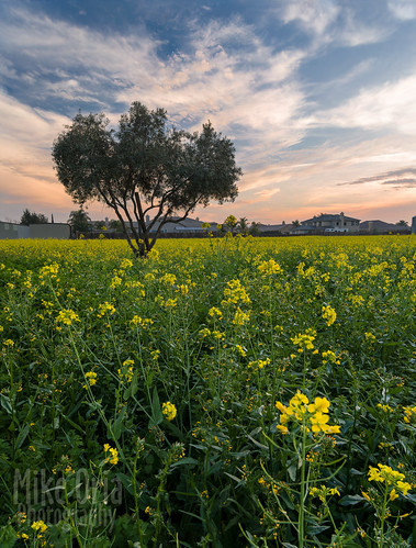 california flowers sunset wild tree clouds landscape pentax cloudy outdoor olive mustard wildflowers brentwood 25mm contracosta mikeoria dfa25 645z