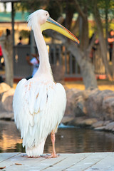 Back side 'Pelican'