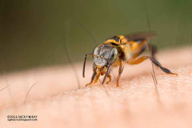 Stingless bee (Meliponini) - DSC_6290