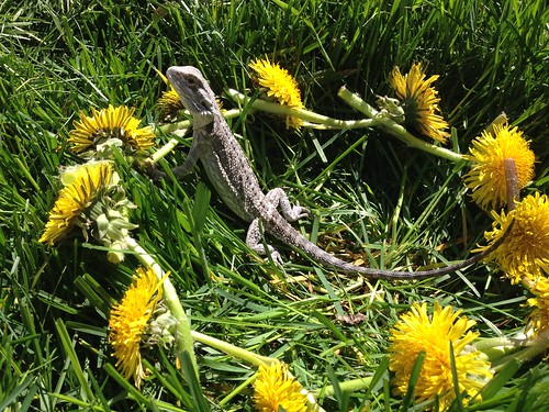 Critter enjoying the sun, with a dandelion chain