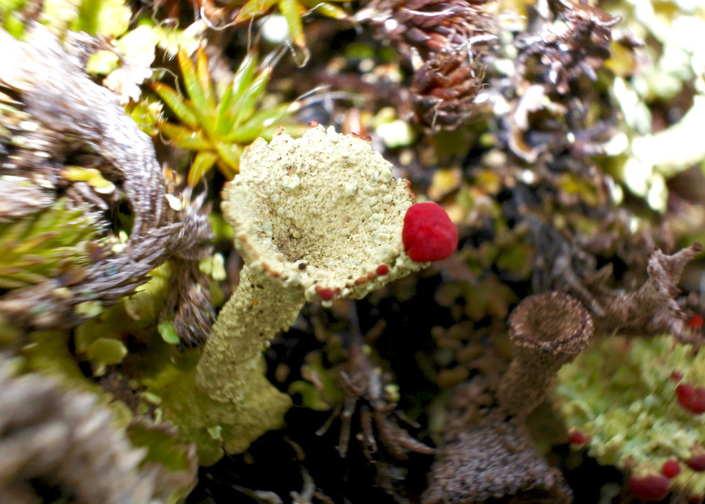 Cladonia pleurota ~ lichen
