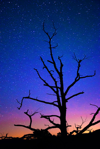 blue red sky tree yellow night stars dead outside star nightscape bare starscape