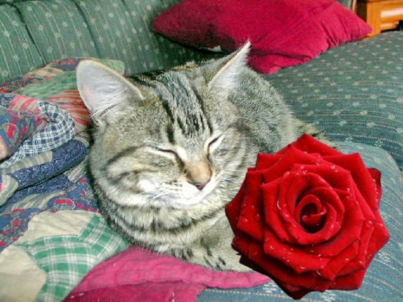 Tiggy Winkles With One Rose