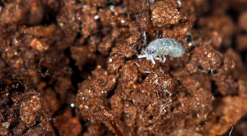 collembola