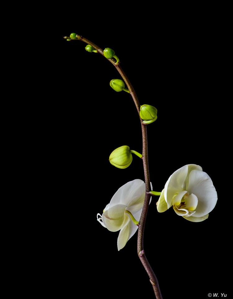 Orchids022016-5