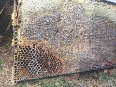 dead hive IMG_5179