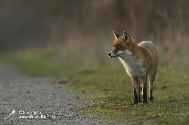 Red fox-15