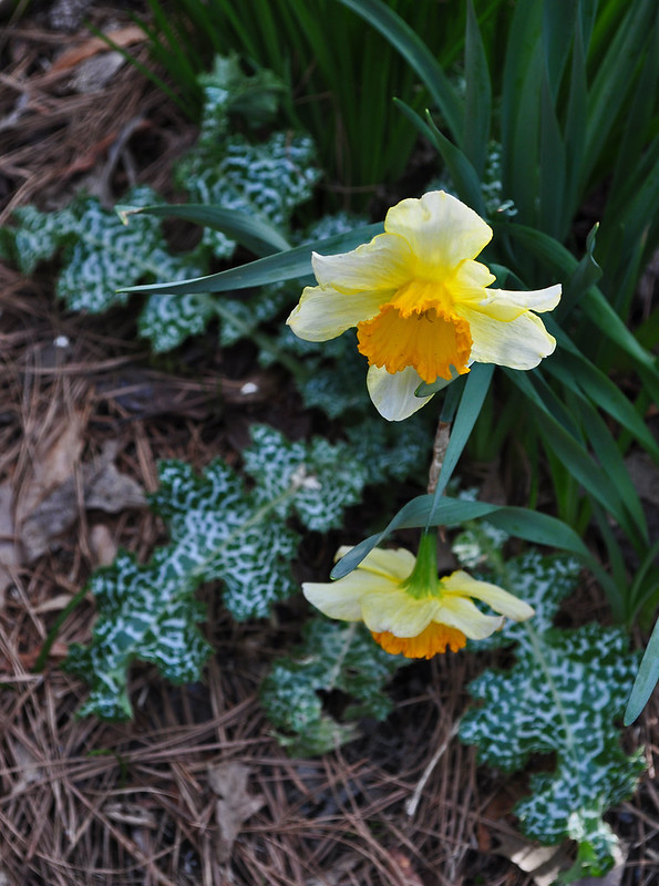 Narcissus and Silybum marianum