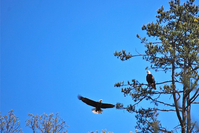 Adult bald eagle pair at Smith Mountain Lake State Park, Virginia