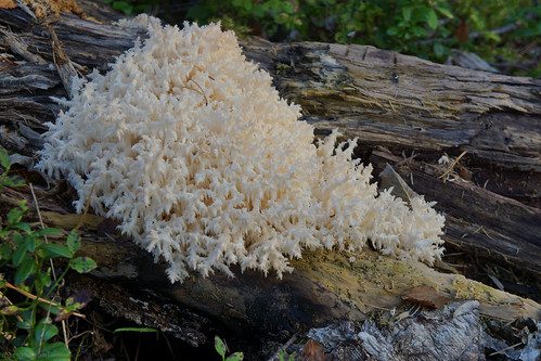 wood portrait plant nature mushroom finland material fi nilsiä northernsavonia