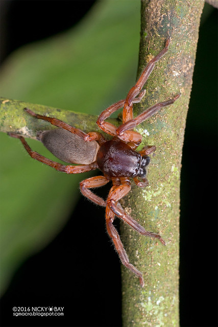 Huntsman spider (Thelcticopis sp.) - DSC_6606