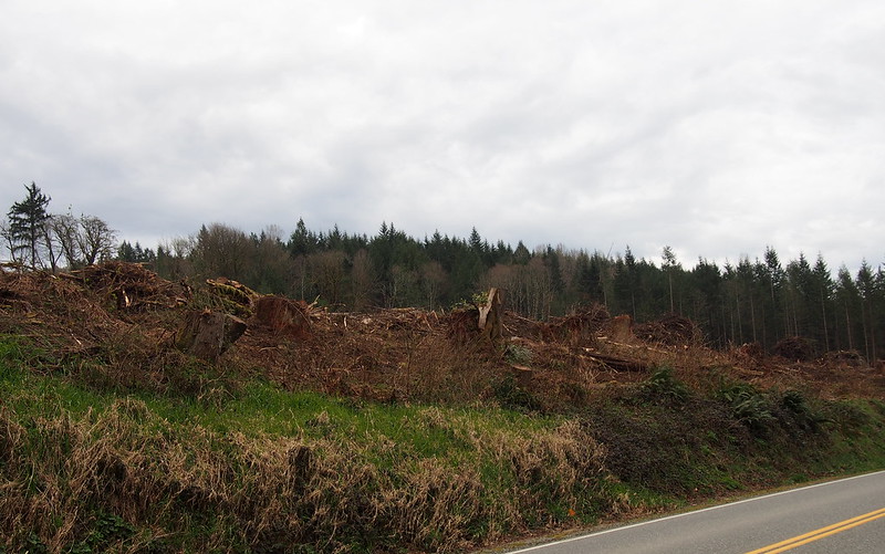 Clearcut: Last time I was out there, this hillside was covered with trees.
