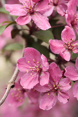 Crabapple Blossoms 04202016