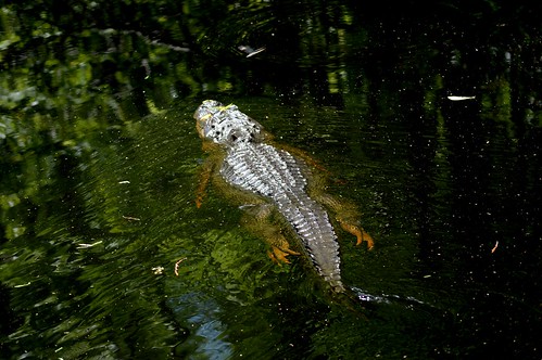 usa reflection water leaves swimming swim nikon florida gator alligator swamp d3200 ncmountainman phixe