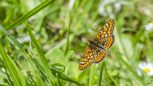 mariposa butterfly naturaleza nature galicia españa spain gcmphotography spring primavera nikon d5100