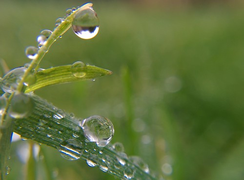 green water grass rain lg hdr android nexus