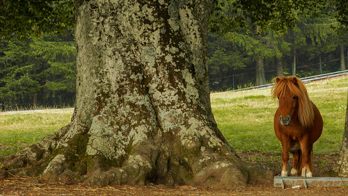 italy horse tree female miniature mare small chestnut breed gigantic albero cavallo grazing sauro falabella pascolo emiliaromagnapianedimocogno