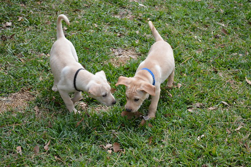pets dogs puppies