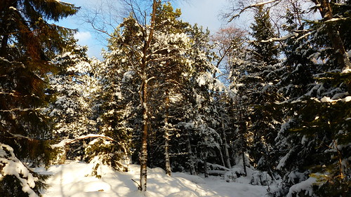 winter sunlight snow tree forest finland geotagged island frost january fin 2016 uusimaa porkala nyland kirkkonummi porkkala kyrkslätt 201601 fz200 storlandet 20160123 geo:lat=5995189880 geo:lon=2436737027 träskön