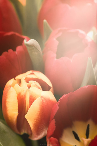 Tulips <3