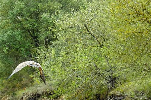 españa naturaleza nature fauna animales burgos buitres castillaleón castillayleón sanfelicesdelrudrón tubilladelagua
