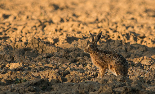 sunset wild france nature animal hare wildlife mai printemps nord brun champ flandres sauvage faune lièvre lagomorphe