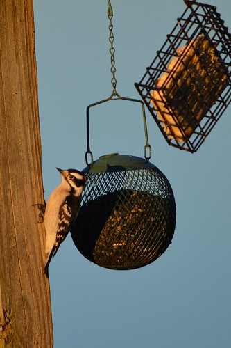 bird birds illinois woodpecker downywoodpecker nikon birdfeeders 2015 eddyville nikond7100