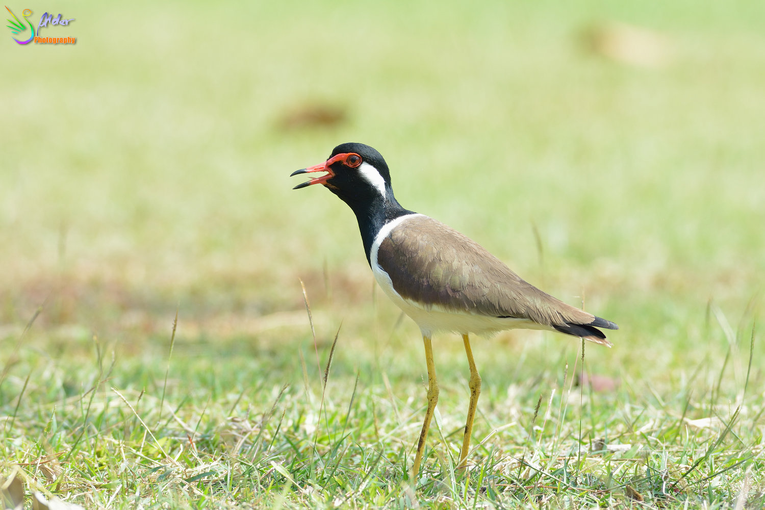 Red-wattled_Lapwing_2566