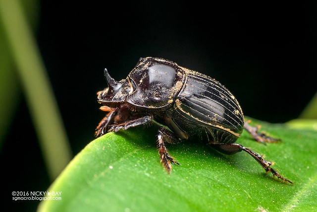 Dung beetle (Scarabaeidae) - DSC_8188