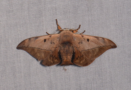 sumatra indonesia moth lepidoptera kedah gunungleuser taxonomy:order=lepidoptera geo:country=indonesia mustiliadierli taxonomy:binomial=mustiliadierli